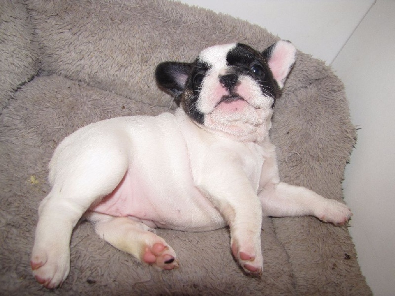 NAÎS NOBLESSE OBLIGE