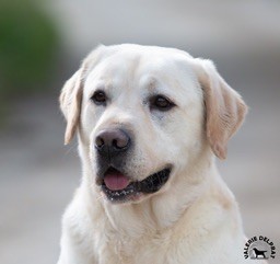 Publication : Du Val De Quincy Auteur : Patricia & Gwen Gosset Sermon