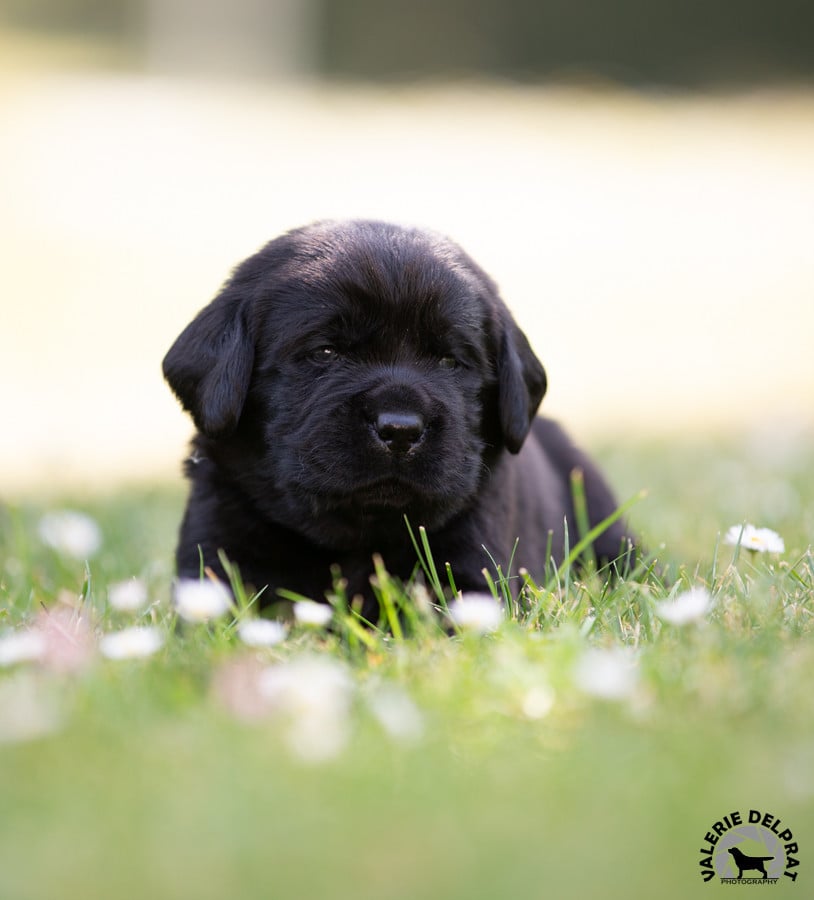 Labrador Retriever - Du Val De Quincy