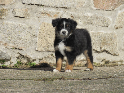Les chiots de Berger Australien