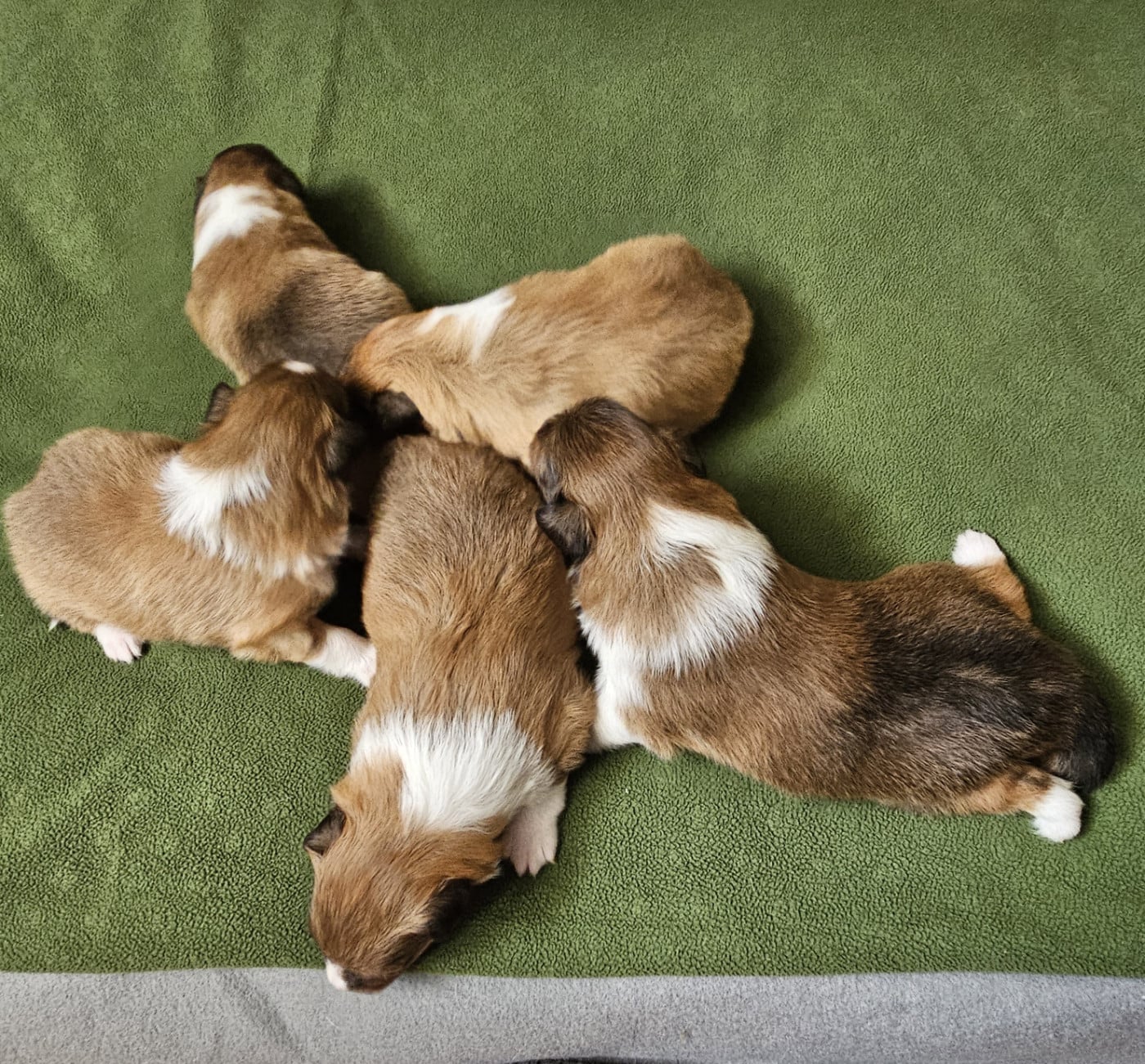Shetland Sheepdog - Du Royaume Des Grenouilles