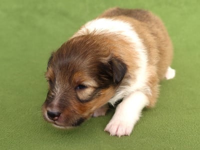 Les chiots de Shetland Sheepdog