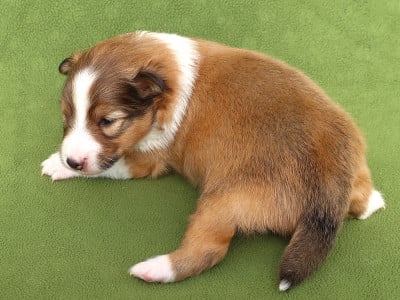 Les chiots de Shetland Sheepdog