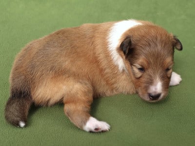 Les chiots de Shetland Sheepdog