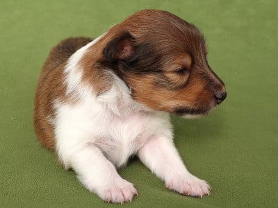 Les chiots de Shetland Sheepdog