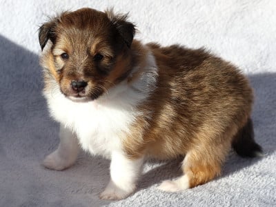 Les chiots de Shetland Sheepdog