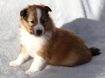 Les chiots de Shetland Sheepdog