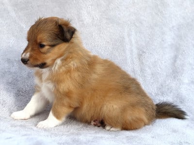 Les chiots de Shetland Sheepdog
