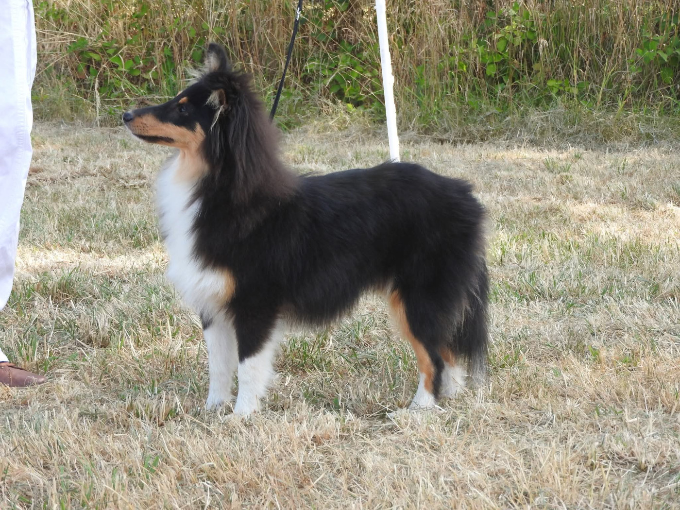 BAGHEERA des bergers de la plaine - Classe Puppy Très Prometteur