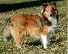 Jolly jumper quimberley - Puppy : Très Prometteur, meilleur puppy