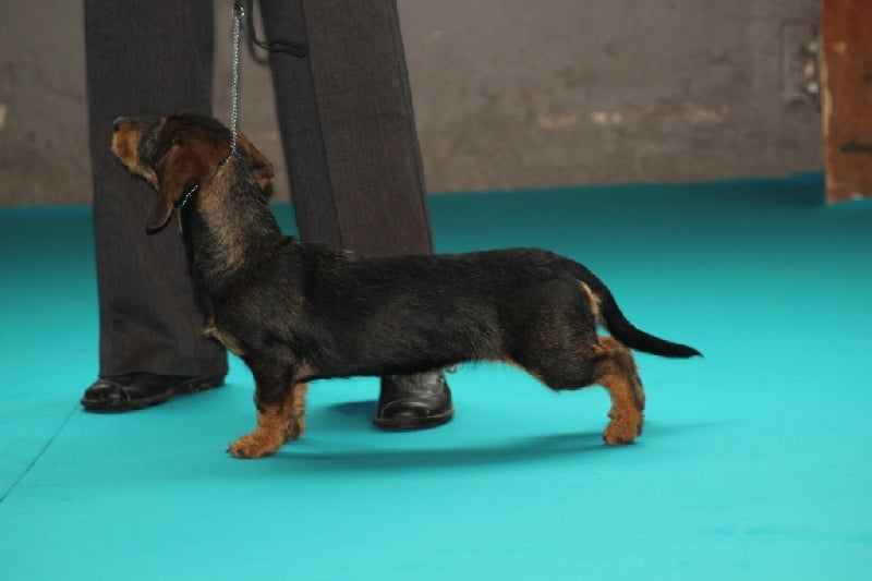 Halley de la vallée d'astille - 3ème excellent classe intermédiaire