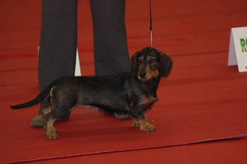 Halley de la vallée d'astille - très bon classe intermédiaire