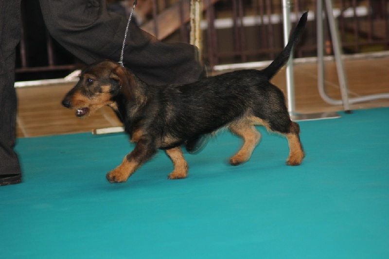 Halley de la vallée d'astille - prometteur classe puppy