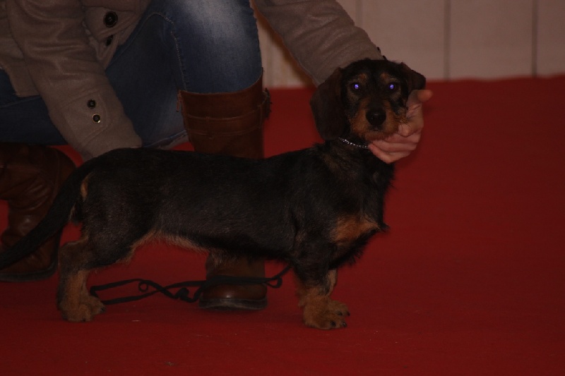 Halley de la vallée d'astille - 1er excellent classe intermédaire CACS Meilleure de race 3ème BOG