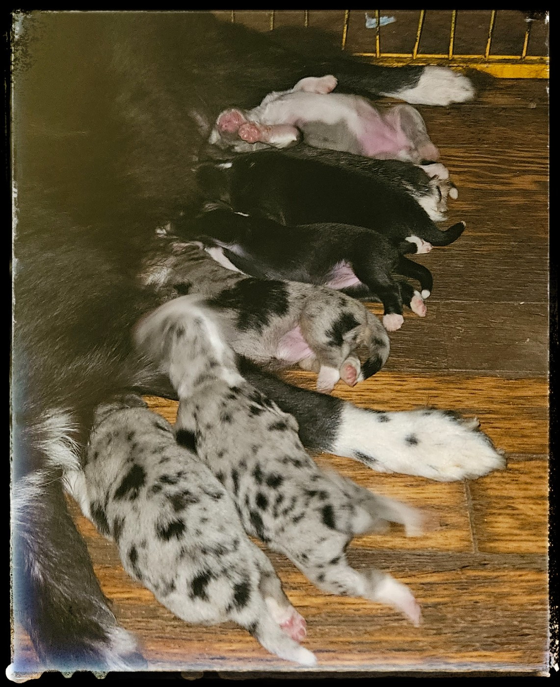 Berger Américain Miniature  - Du Diamant Des Neiges