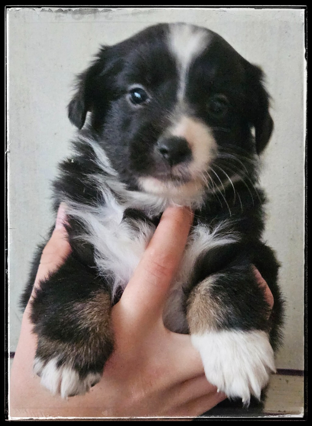 CHIOT 7 - Berger Américain Miniature