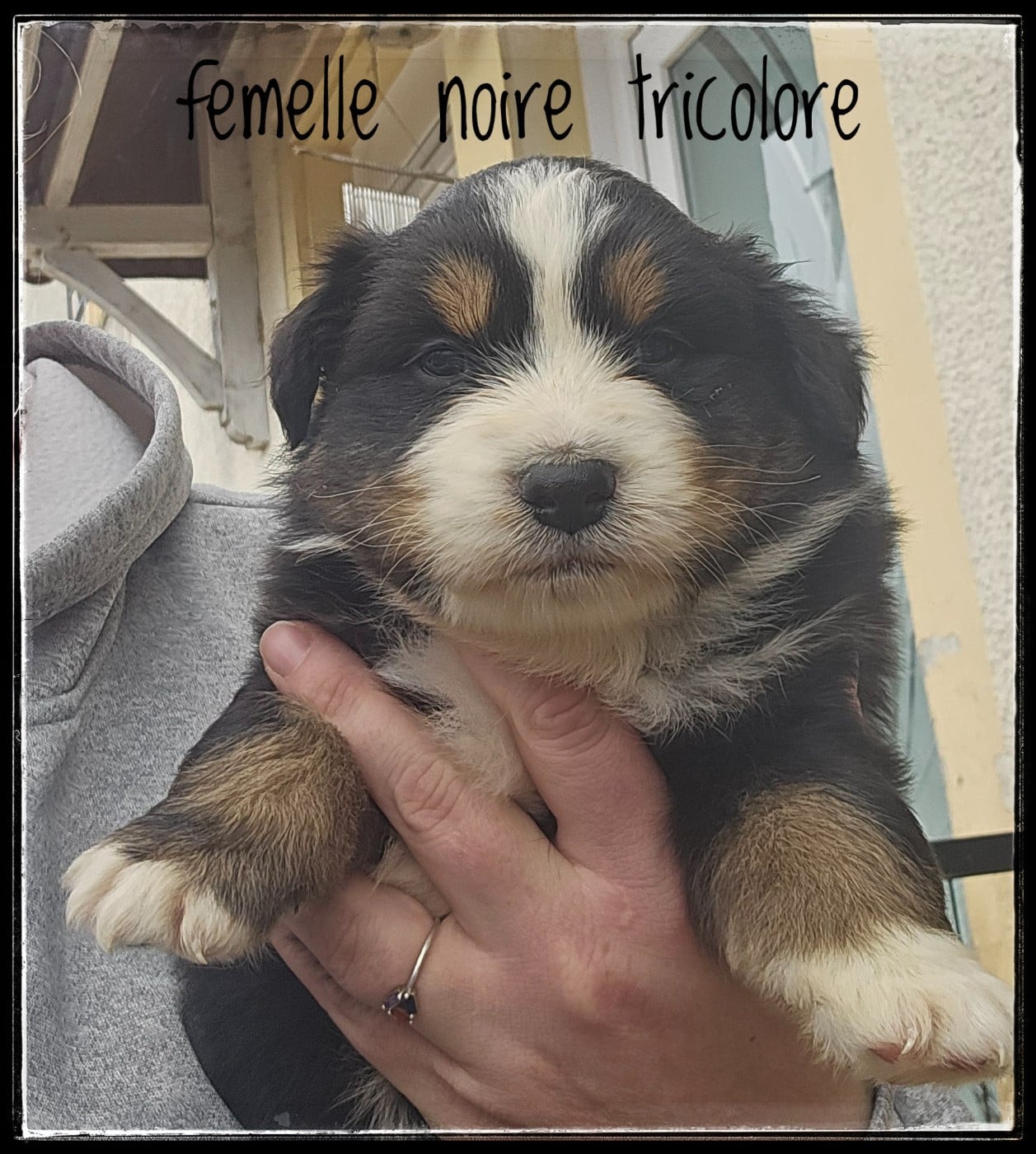 CHIOT 1 - Berger Australien