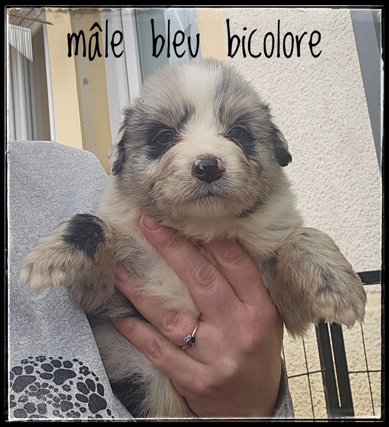 CHIOT 3 - Berger Australien