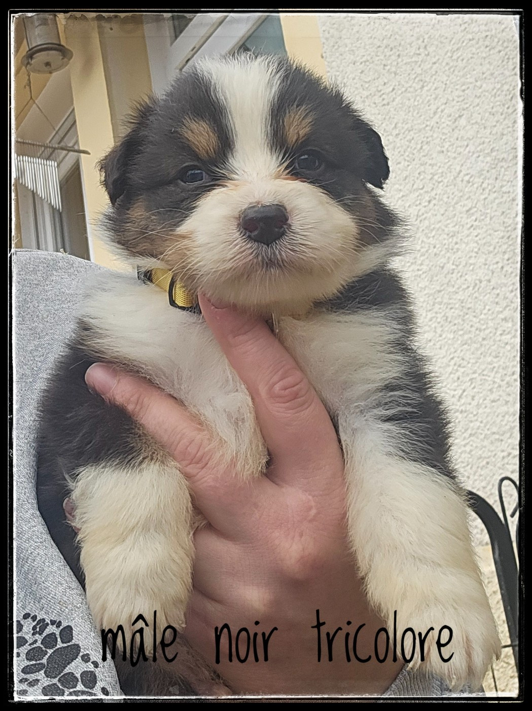 CHIOT 6 - Berger Australien