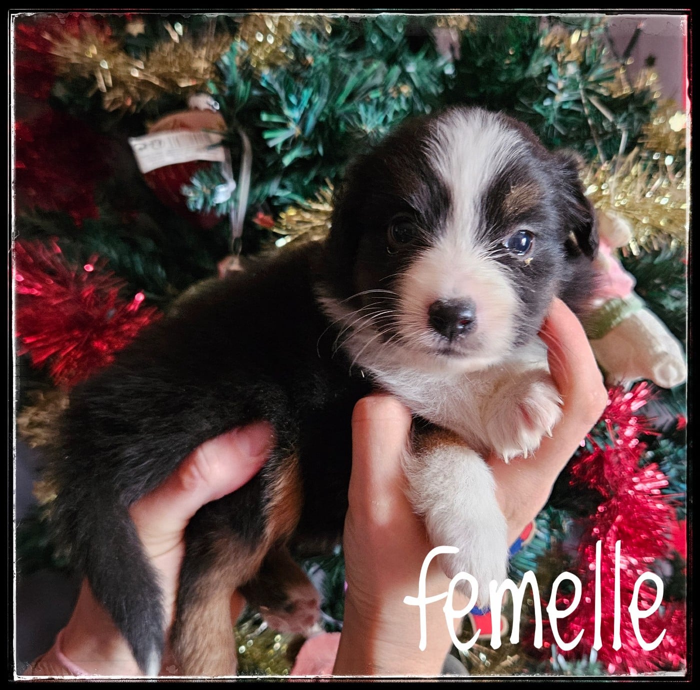 CHIOT 1 - Berger Américain Miniature 