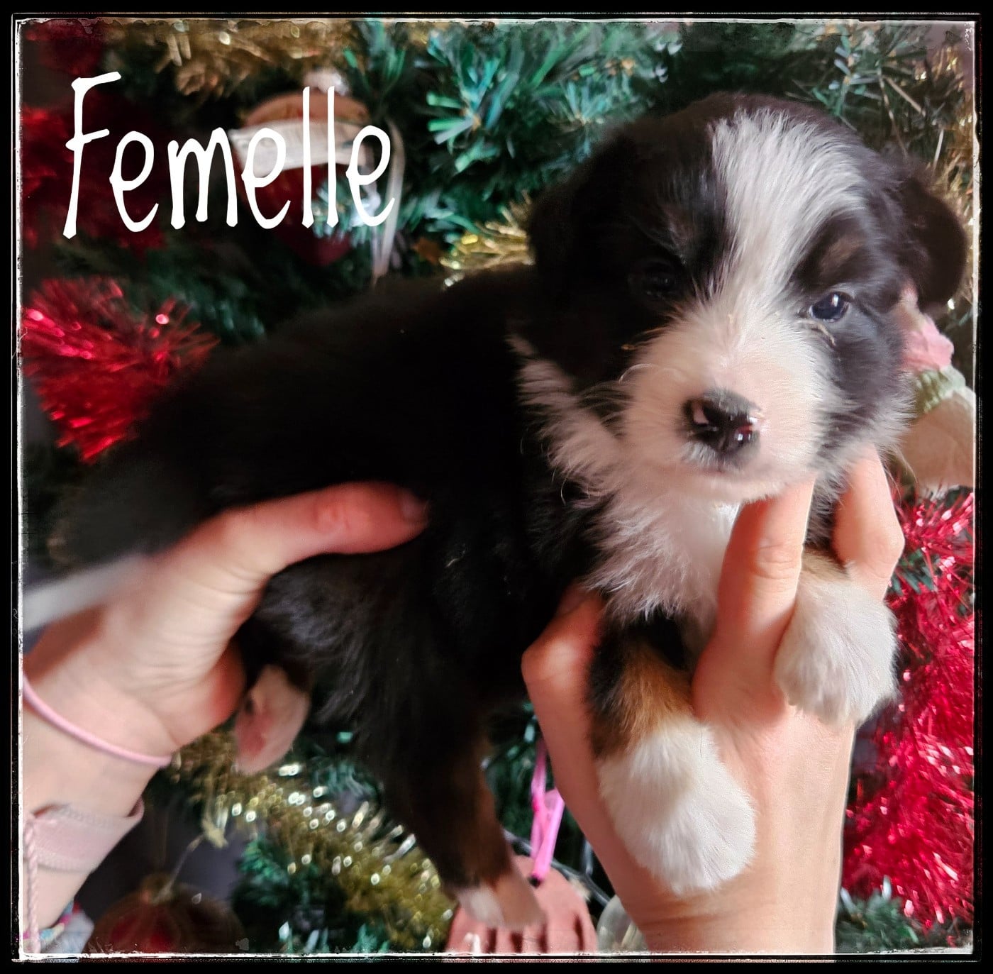 CHIOT 2 - Berger Américain Miniature 