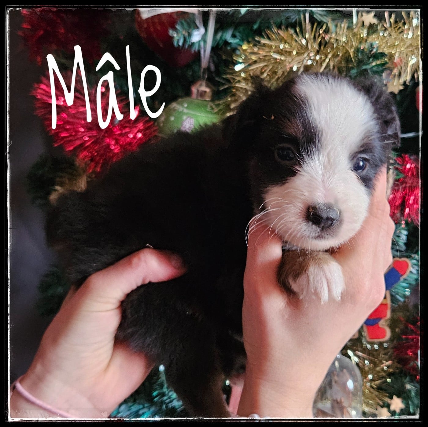 CHIOT 3 - Berger Américain Miniature 