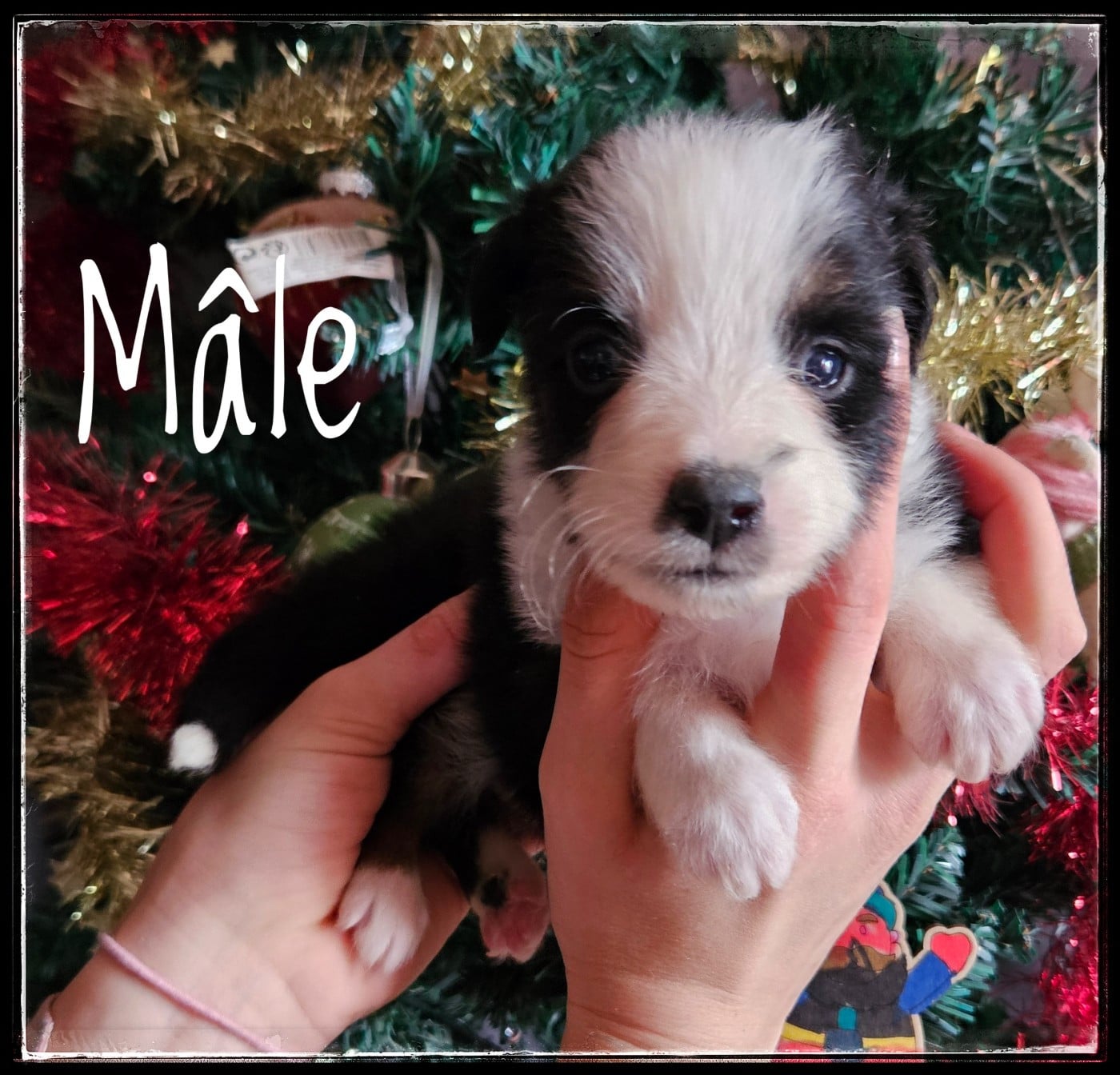 CHIOT 4 - Berger Américain Miniature 