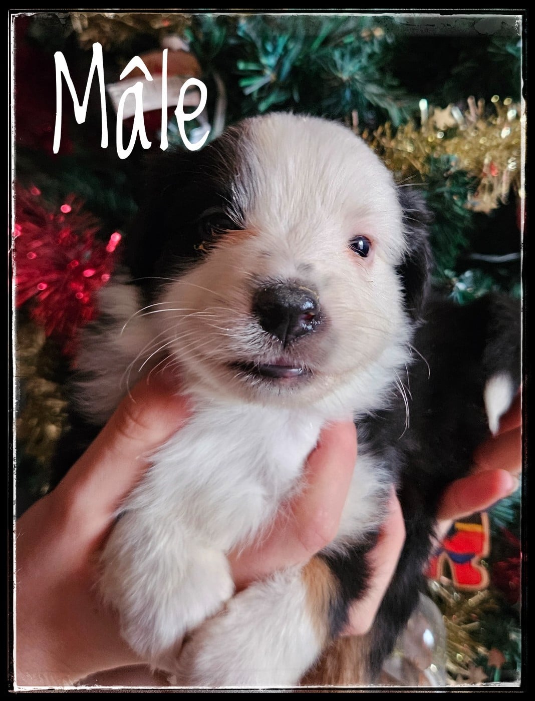 CHIOT 5 - Berger Américain Miniature 