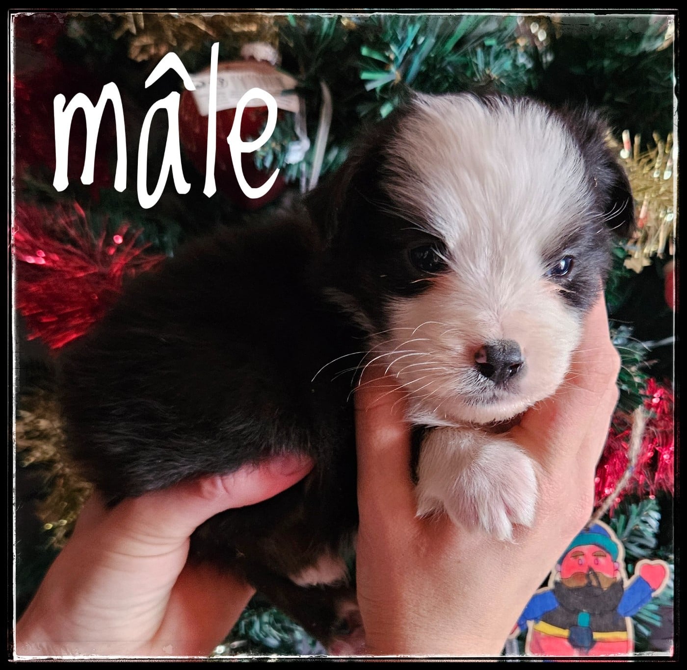 CHIOT 6 - Berger Américain Miniature 