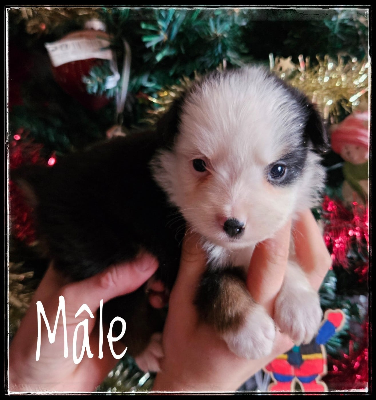 CHIOT 7 - Berger Américain Miniature 