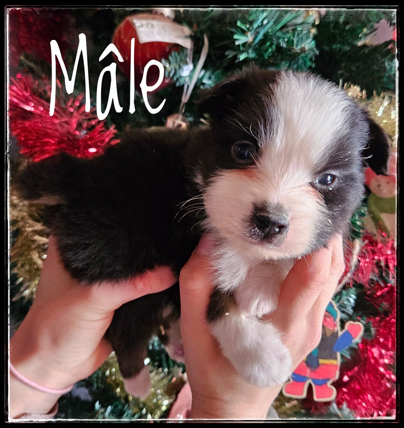 CHIOT 8 - Berger Américain Miniature 