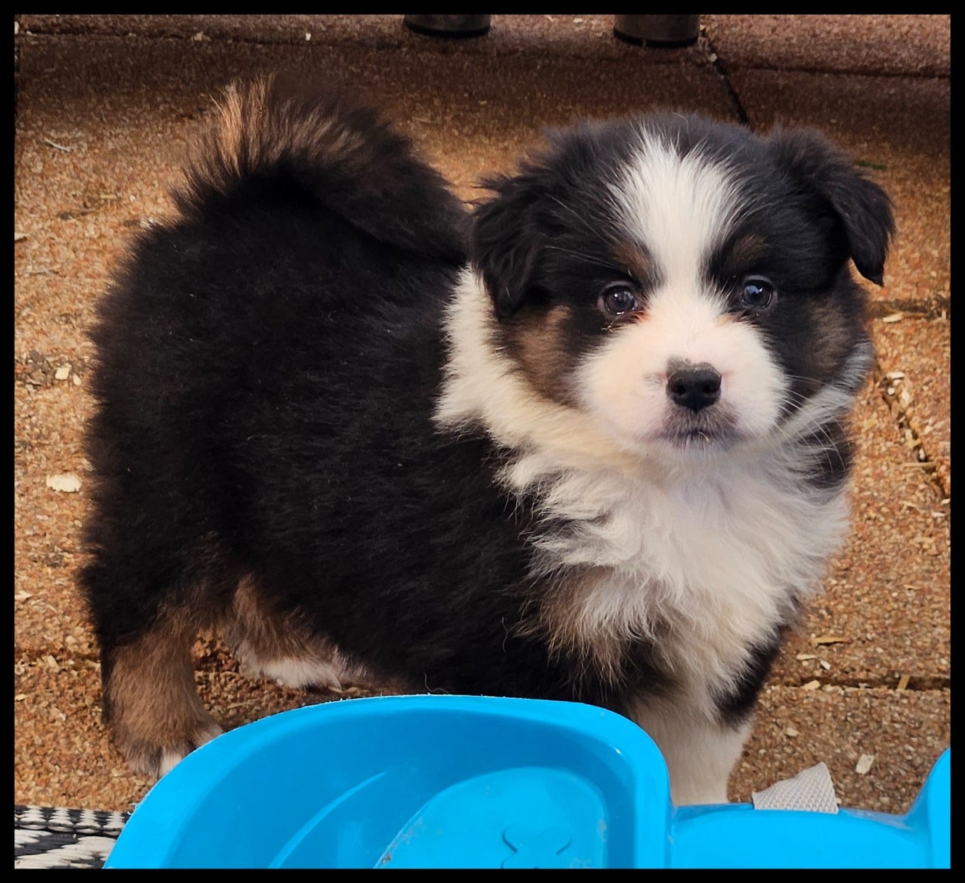 Berger Américain Miniature  - Du Diamant Des Neiges