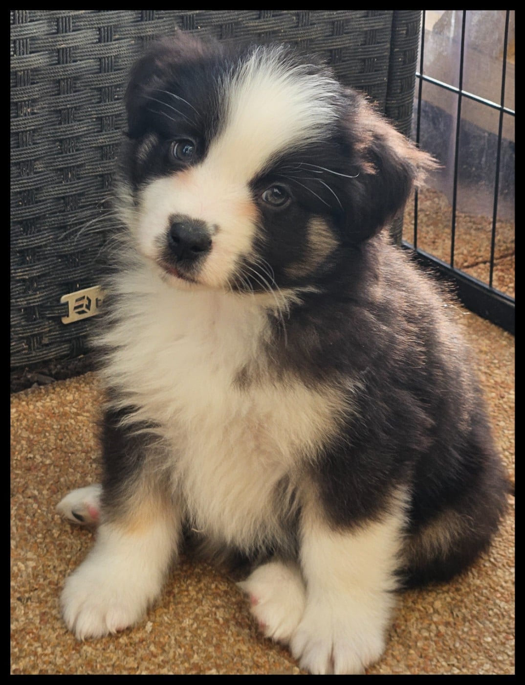 Berger Américain Miniature  - Du Diamant Des Neiges