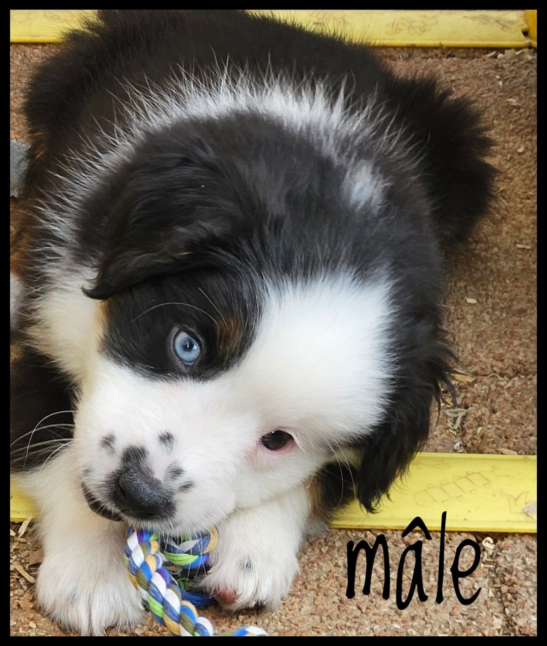 Berger Américain Miniature  - Du Diamant Des Neiges