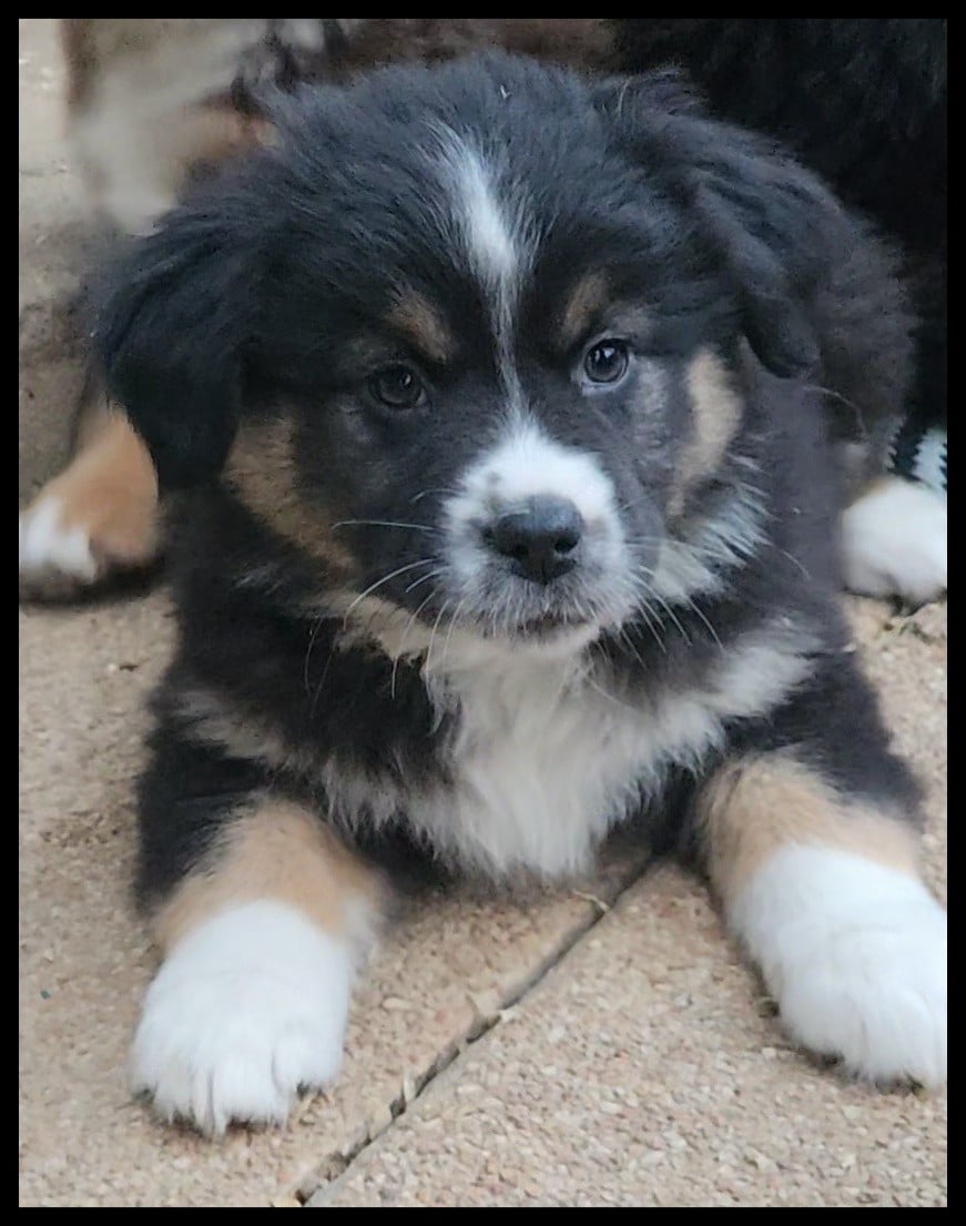 Berger Américain Miniature  - Du Diamant Des Neiges