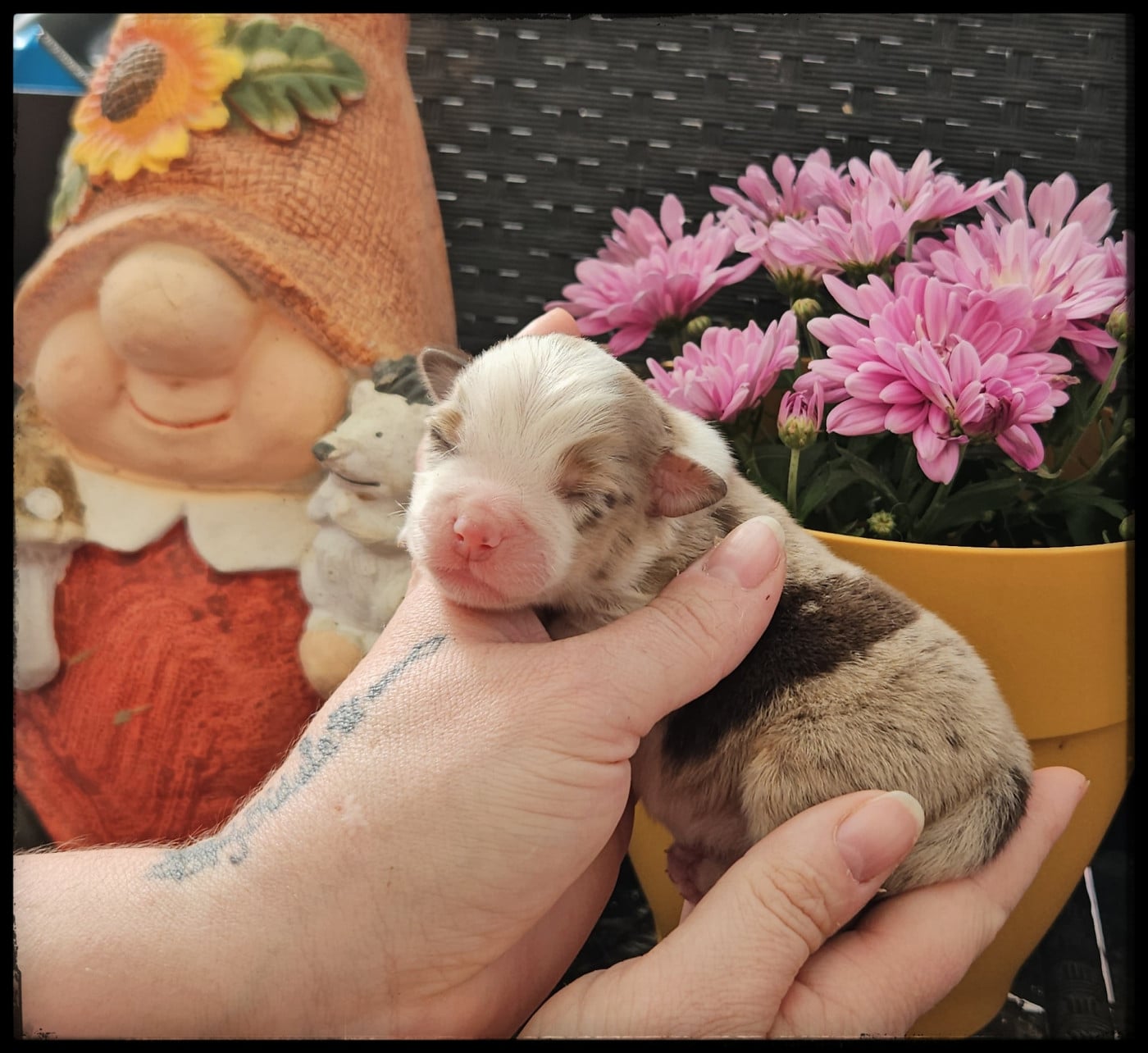 Chiot N°1 - Berger Américain Miniature 