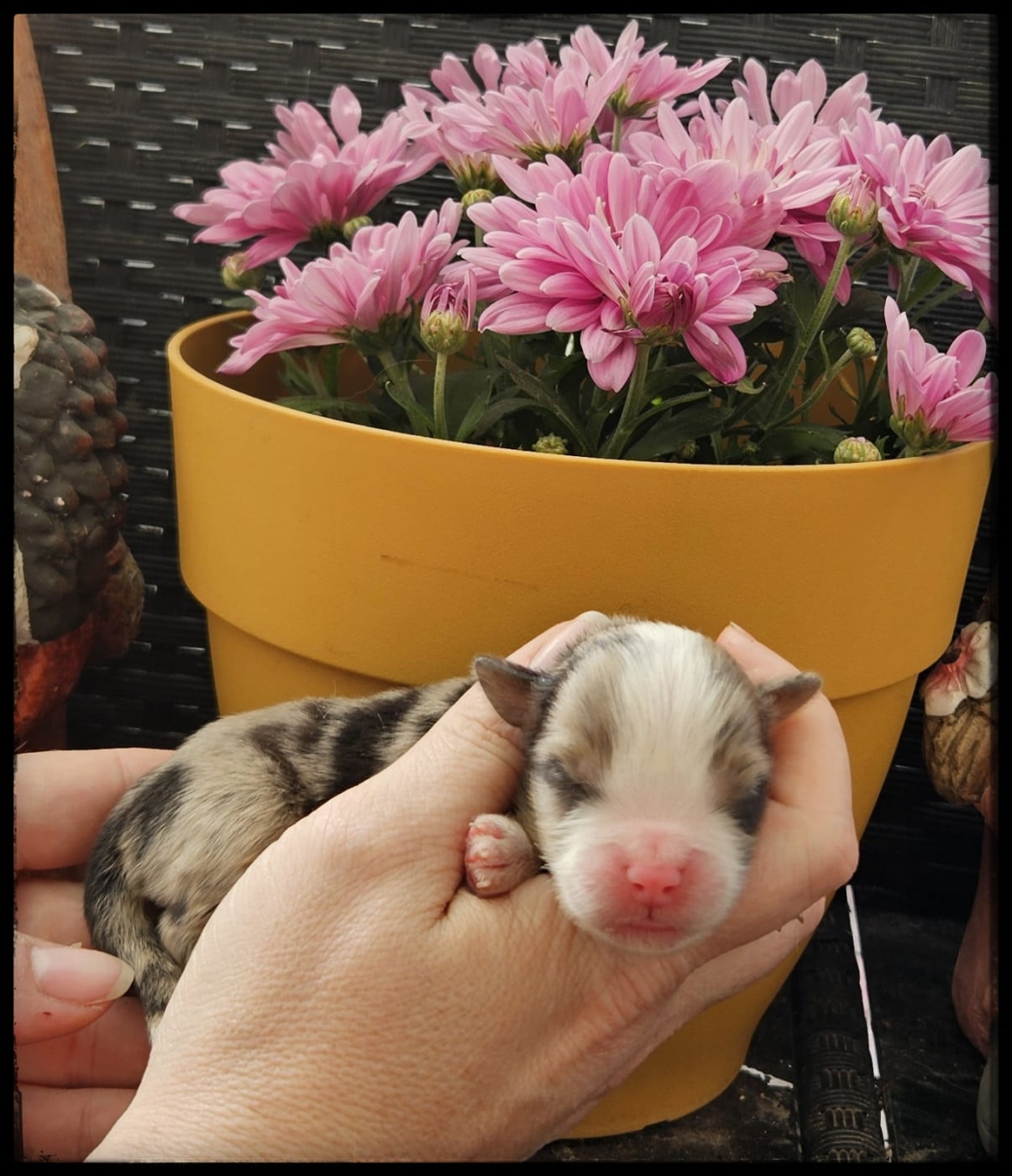 Chiot N°3 - Berger Américain Miniature 