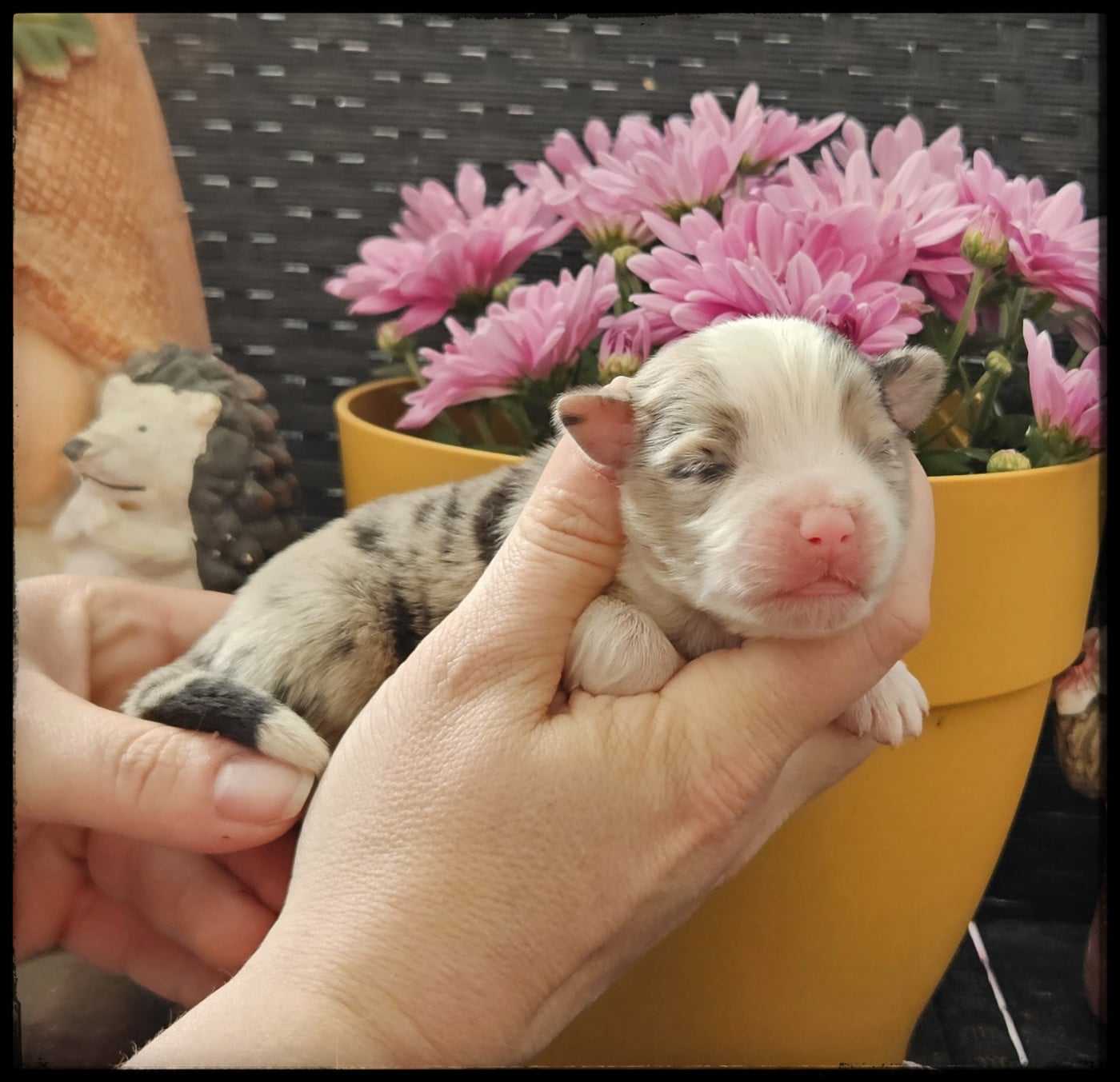 Chiot N°4 - Berger Américain Miniature 