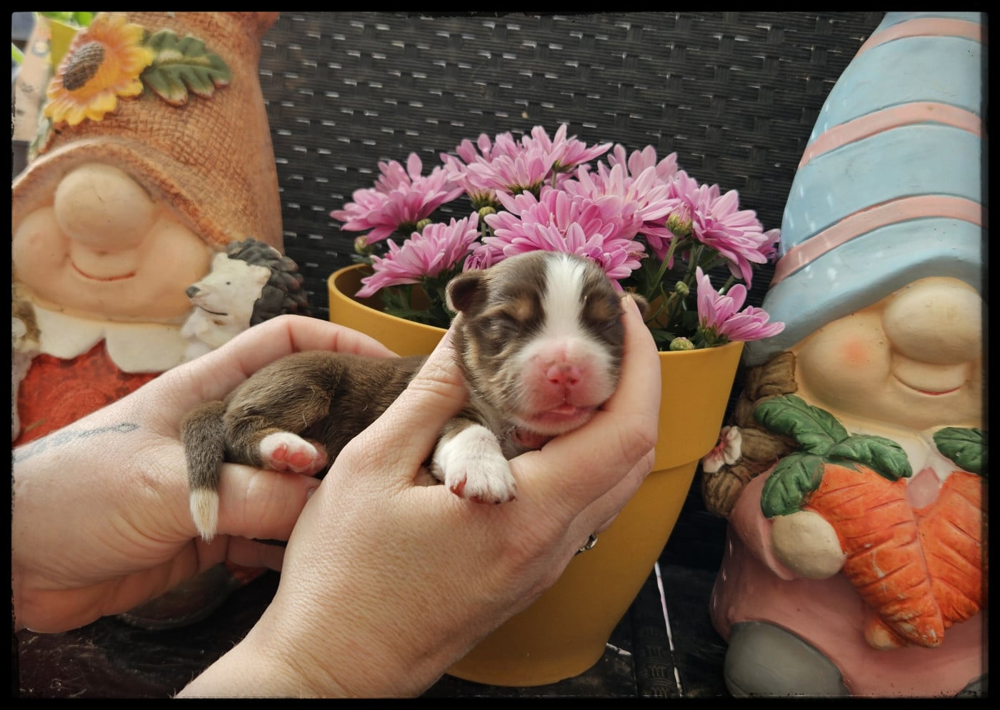 Chiot N°6 - Berger Américain Miniature 