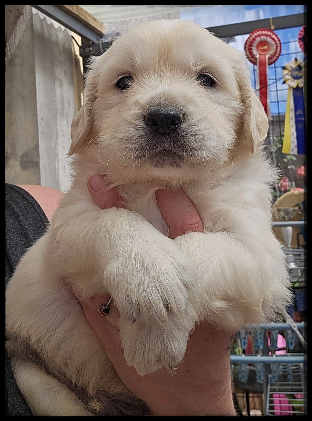 Chiot N°3 - Golden Retriever