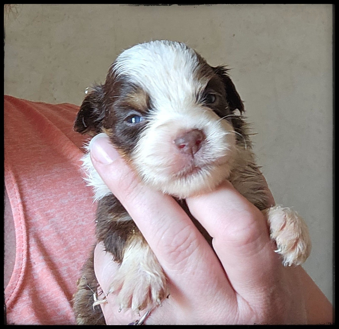 Chiot N°5 - Berger Américain Miniature 