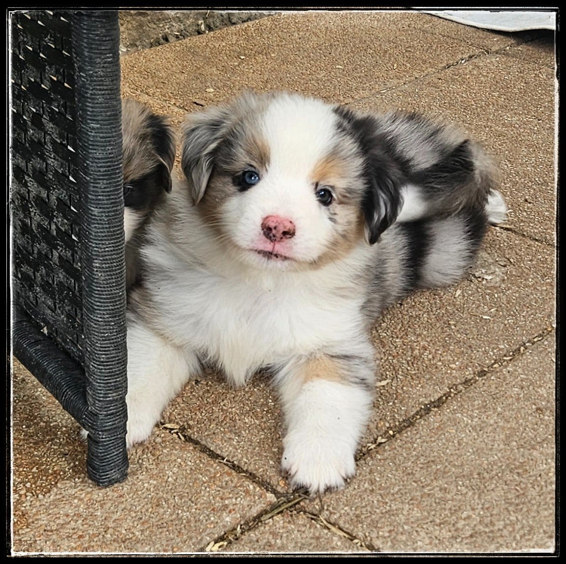 Chiot N°4