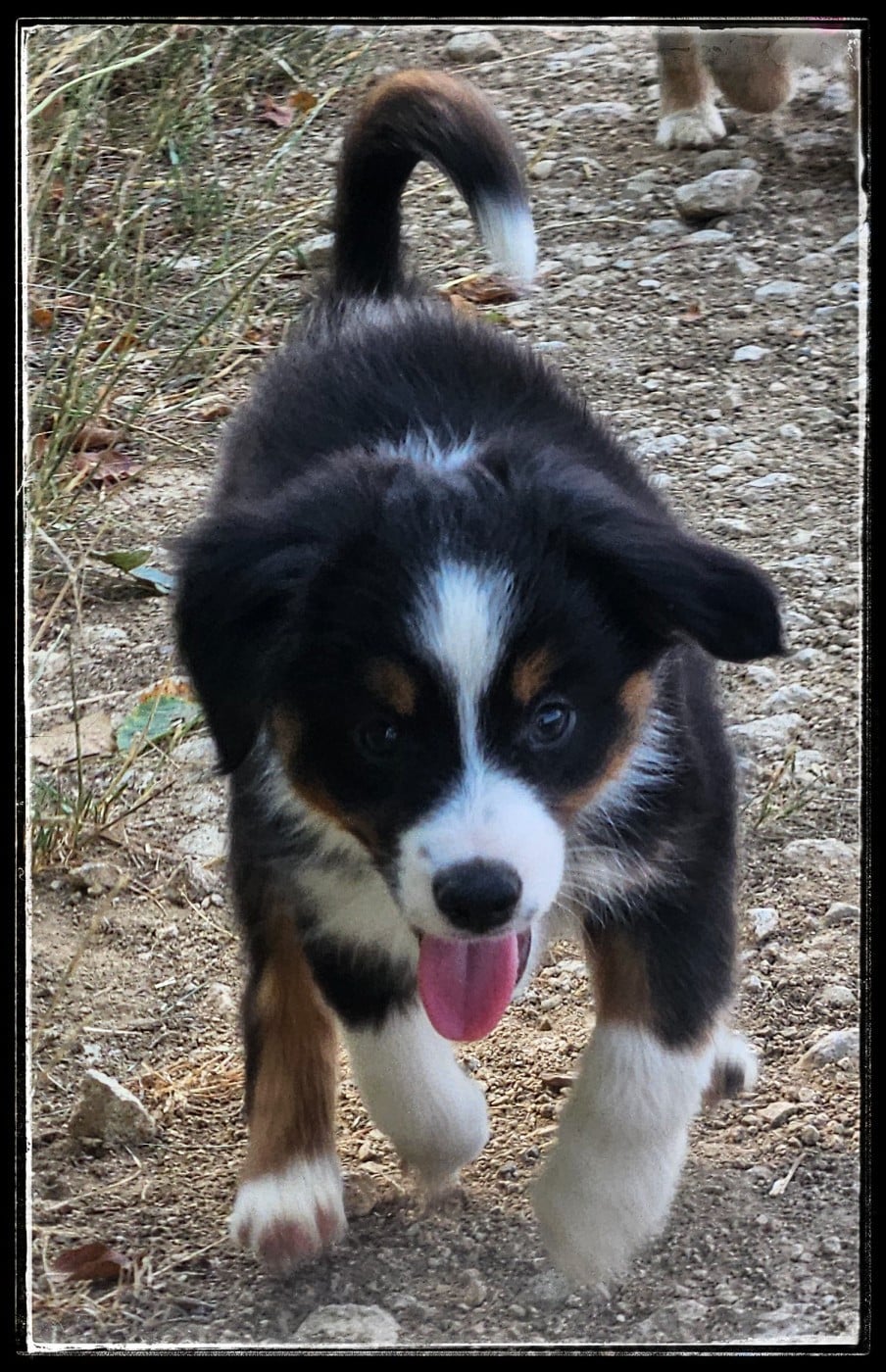 Chiot N°2