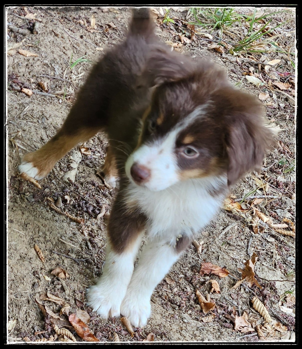 Chiot N°3