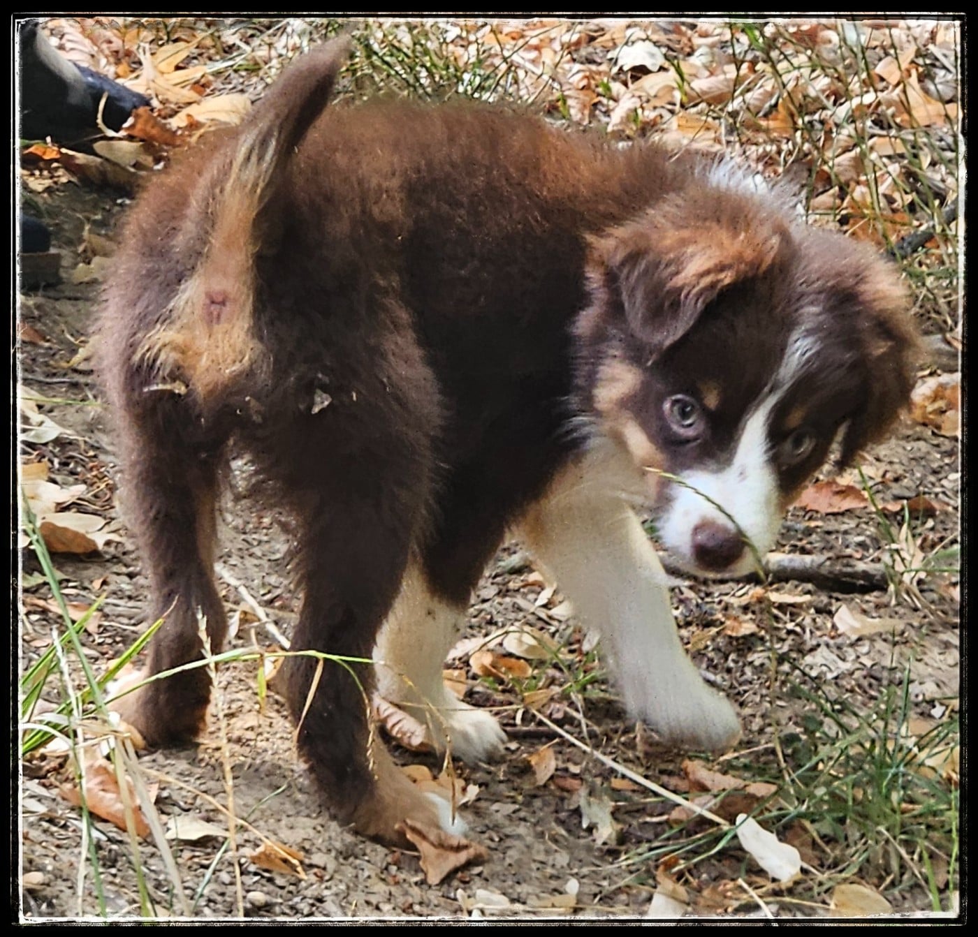 Chiot N°3