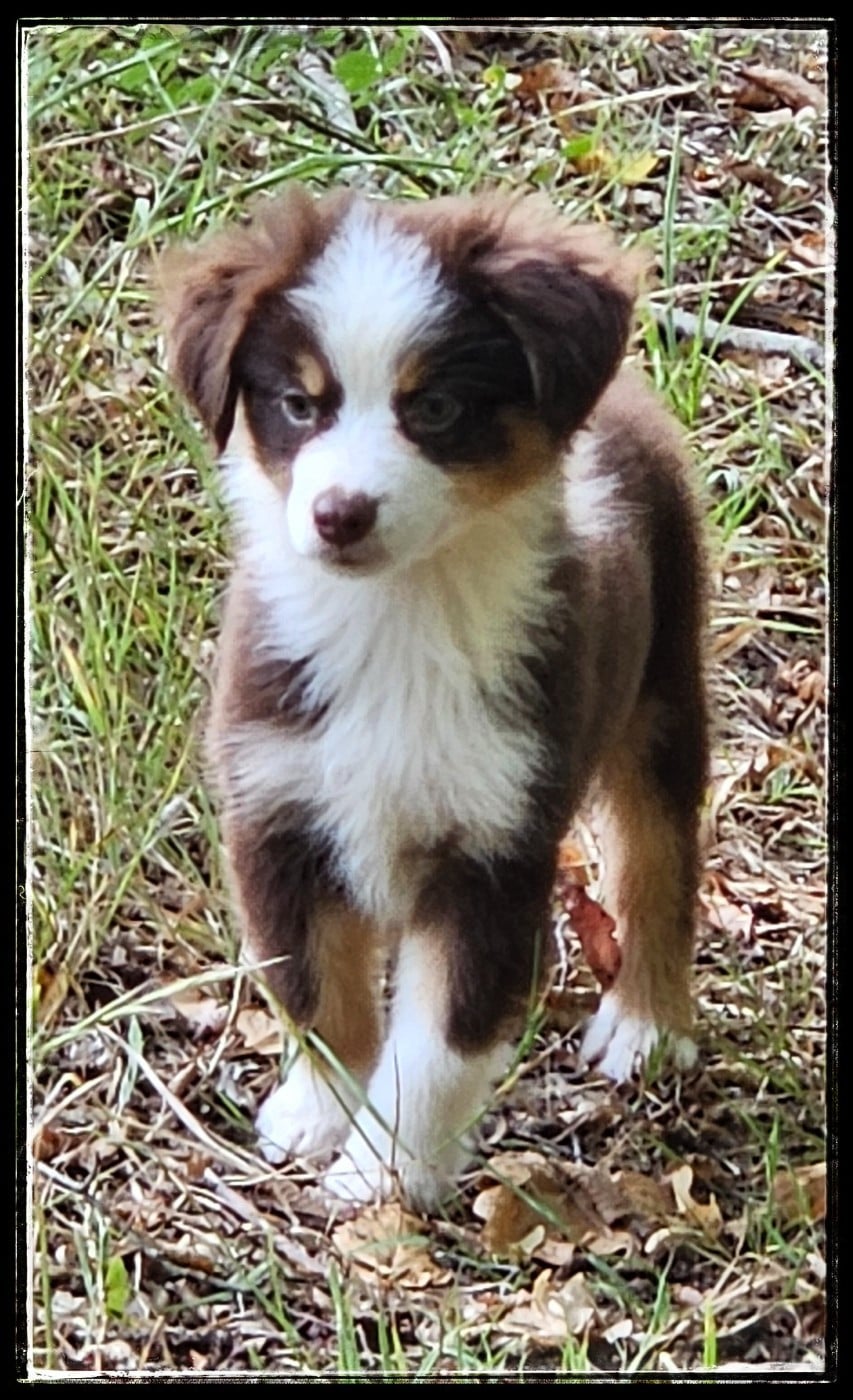 Chiot N°5