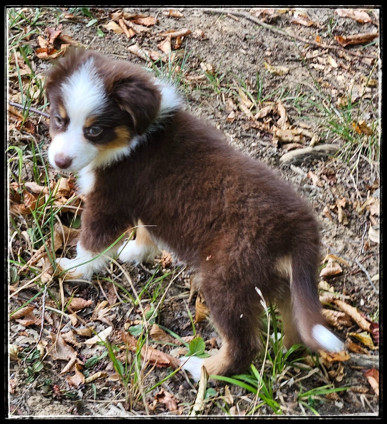 Chiot N°5