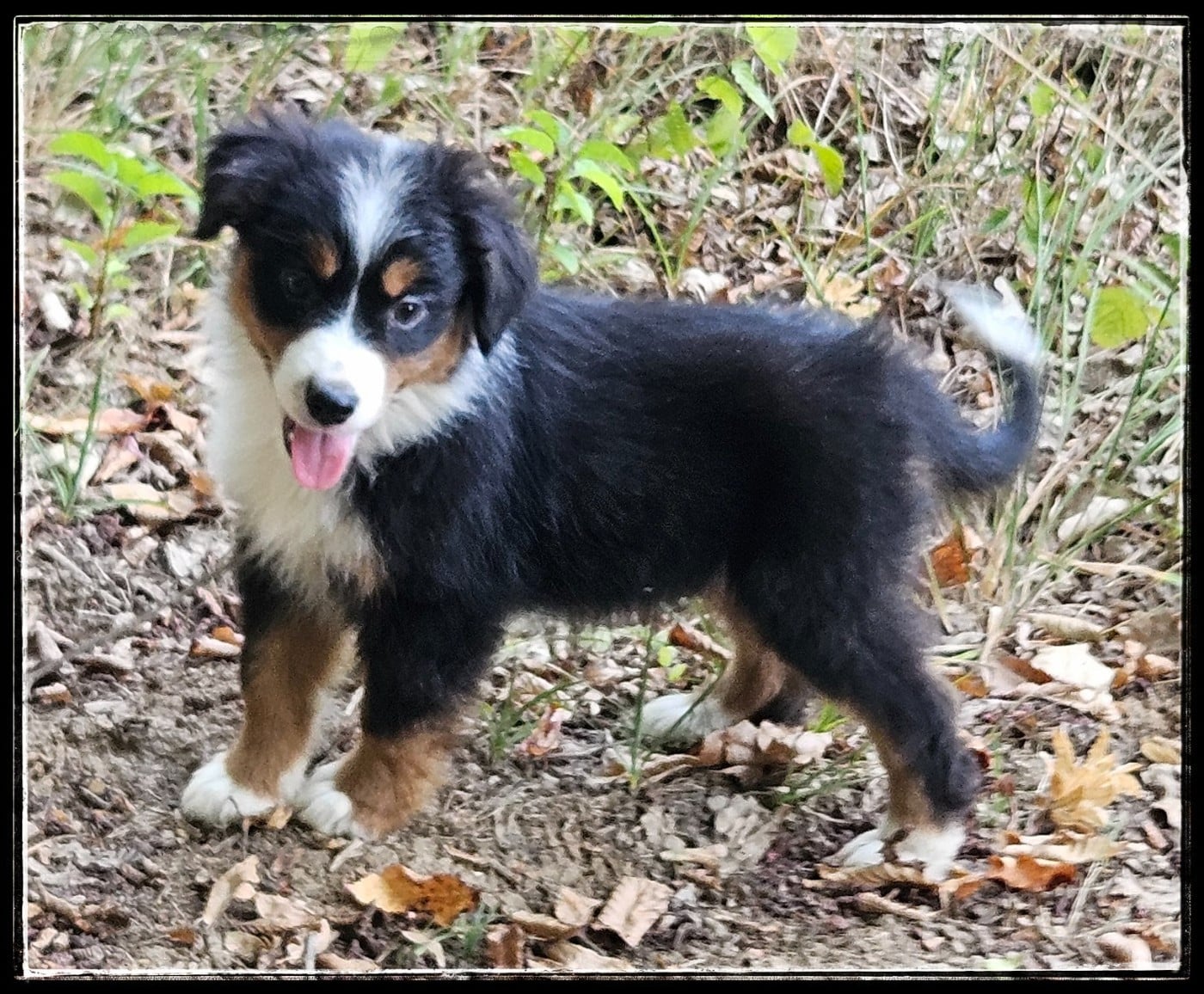 Chiot N°7