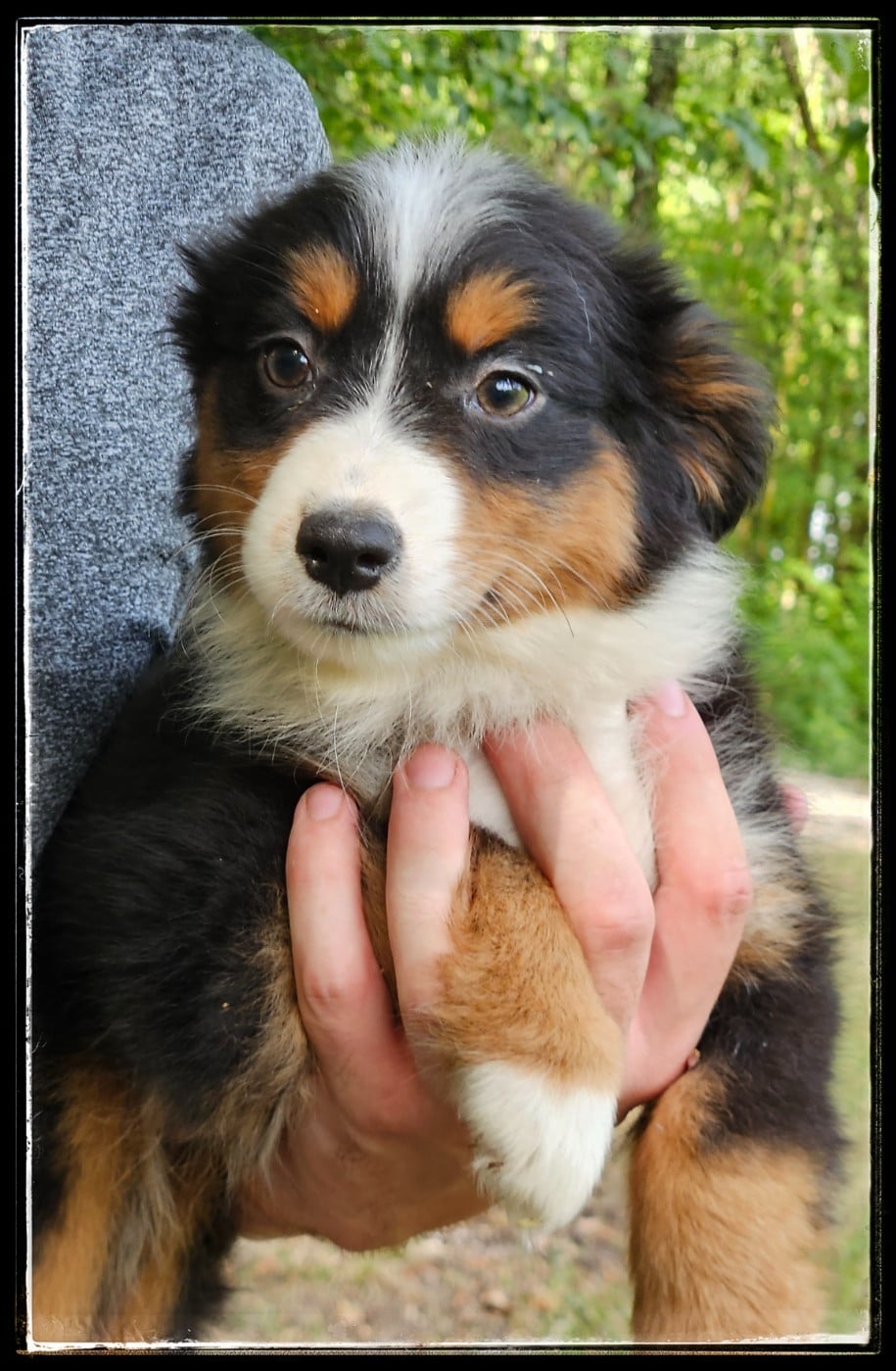 Chiot N°7