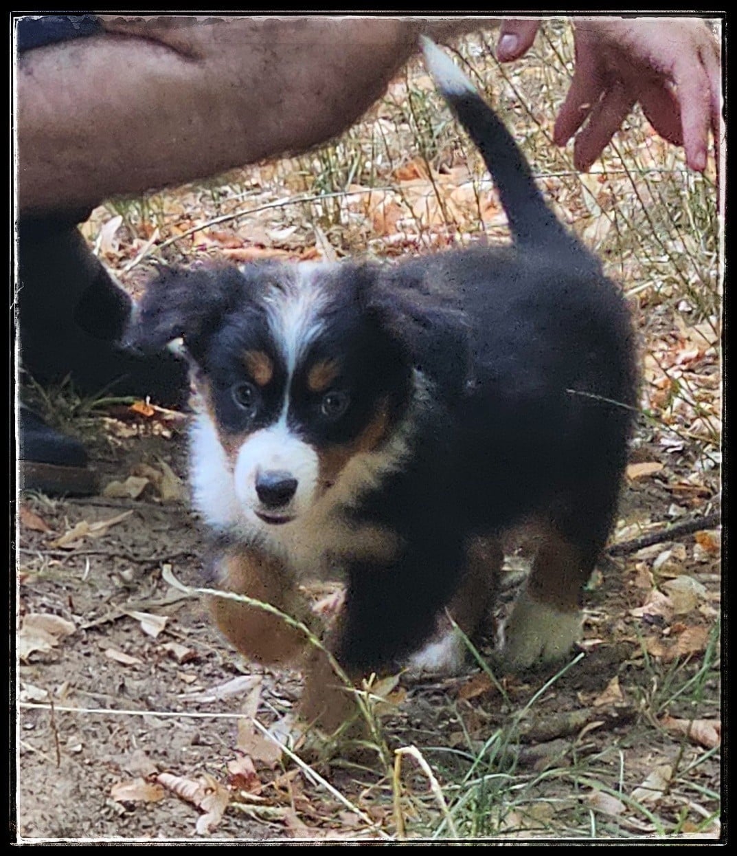 Chiot N°7